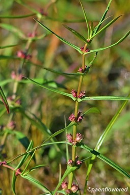 Ammannia