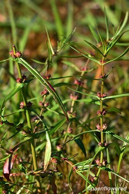 Plants in flower