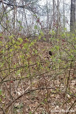 Last year's fruits and new Leaves