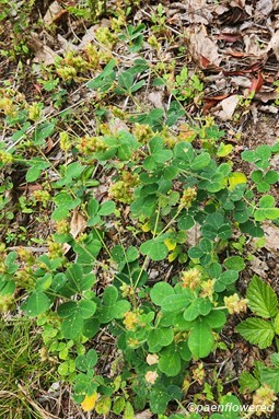Plants in fruit