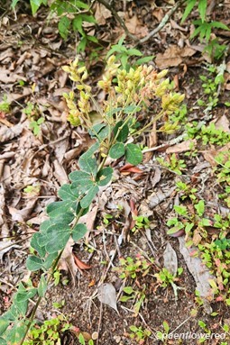 Plant in fruit
