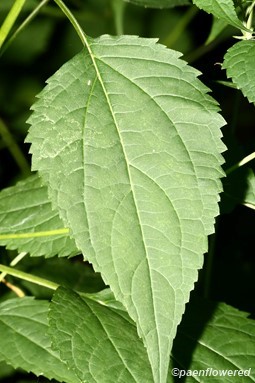 Leaf