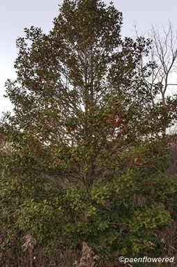 Holly tree