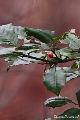 Leaves & fruit
