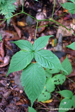 Primocane leaf