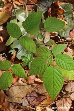 Young trailing plant