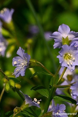 Plant in flower