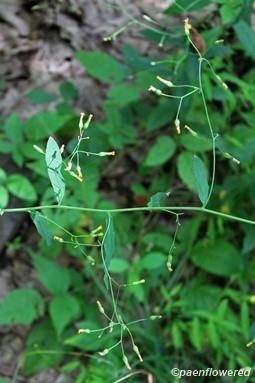Plant with immature heads