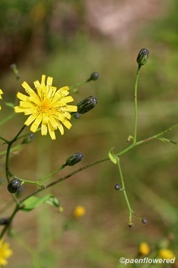 Allegheney hawkweed
