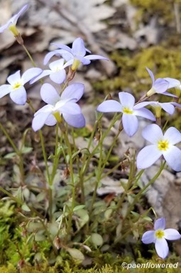 Houstonia