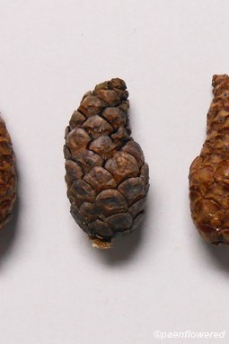 Mature, closed seed cones