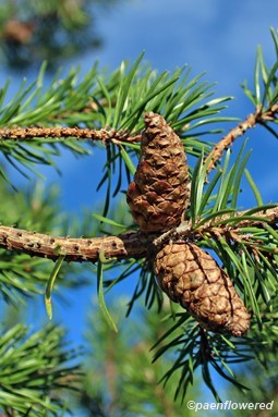 Seed cones