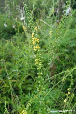 Common agrimony