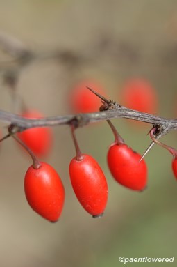 Berberis