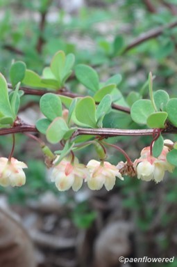 Adventive plants of Pennsylvania - Flora of Pennsylvania