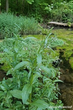 Plant form & habitat