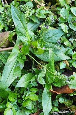 Plant in flower & fruit