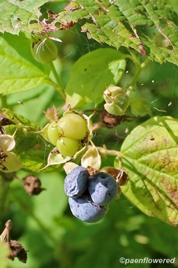 Plant in fruit