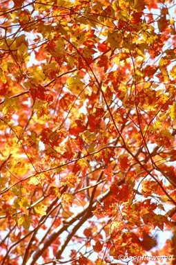 Red Maple - Flora of Pennsylvania