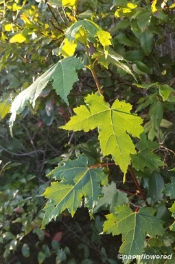Young tree's leaves