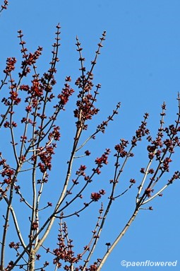 Tree in flowers
