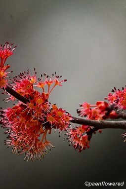 Male flowers