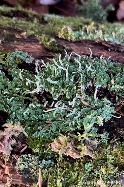 Thallus with podetia 