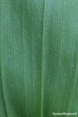 Abaxial (Lower) leaf surface