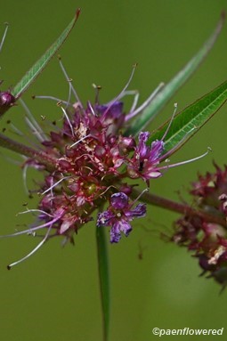 Plant in flower & fruit