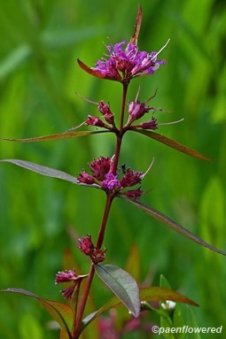 Plant in flower