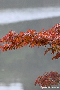 Autumn branch
