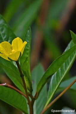 Flower & leaves