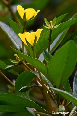 Plant in flower