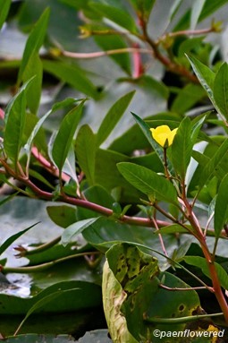 Growth habit