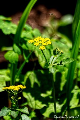Plant form & habitat