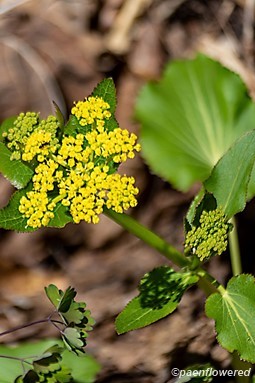 Flowers and leaves
