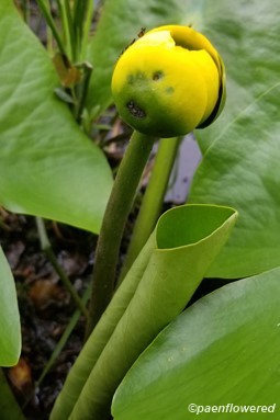 Flower bud and leaves