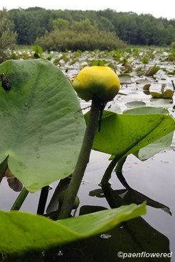 Nuphar