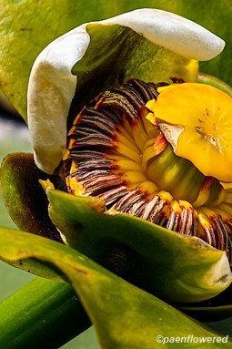 Plant in flower