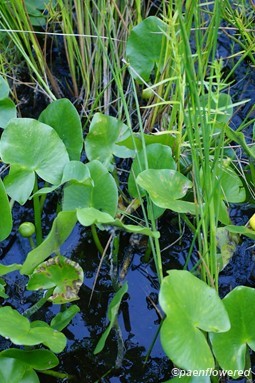 Plants in early flower