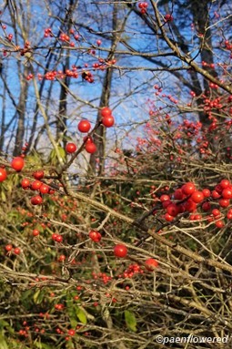 Winter-berry