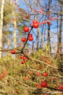 Berries & branches