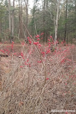 Plant form & habitat