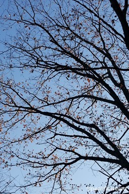 Red oak in beginning of winter