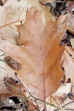 Last season's leaf