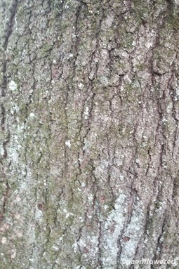 Bark