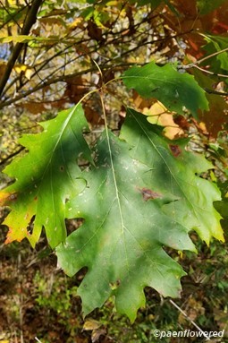 Leaves