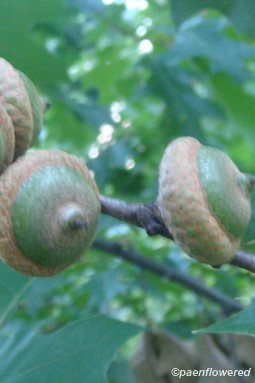 Acorns