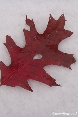 Leaf on snow