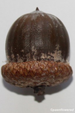 Acorn